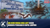 Melihat Budidaya di Balai Perikanan Lampung, Ada Ikan Ukuran Jumbo Hingga Kuda Laut