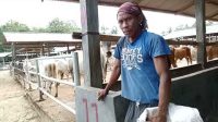Sistem ternak sapi Brahman cros Lampung Selatan