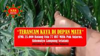 “TERANCAM KAYA DI DEPAN MATA” (CMK Pak Sujarno Lampung Selatan 77 HST Populasi 25.000 Batang)