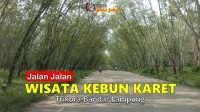 Jalan Jalan Wisata Kebun Karet Trikora ( Lampung Selatan )
