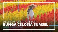 VIDEO TRAVEL | Wisata Alam Kebun Bunga Celosia, Tempat Instagramable di Sumatera Selatan