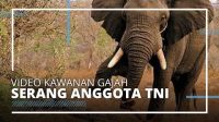 Kawanan Gajah Liar Serang Prajurit TNI AD di Sumatera Selatan