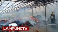 Pabrik Sabut Kelapa Korea di Lampung Selatan Terbakar