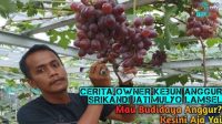 Cerita Owner Kebun Anggur Srikandi Jatimulyo Lampung Selatan, Mau Budidaya Anggur? Kesini Aja Yai