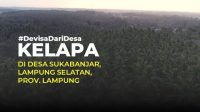 Desa GRATIEKS | Kelapa di Desa Sukabanjar, Lampung