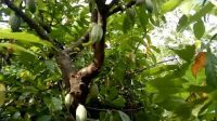 perkebunan buah kakao lampung selatan
