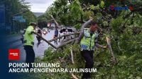 Pohon Tumbang Ancam Pengendara Jalinsum