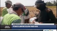 Petani Lampung Selatan Justru Panen Raya di Musim Kemarau