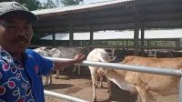 Sukses Ternak sapi betina bx di Lampung Selatan