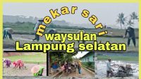 Aktivitas warga|| Desa Mekarsari,waysulan,Lampung selatan pada saat musim tanam tiba. “part 2.