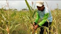 Hasil Panen Petani Jagung di Lampung Selatan Turun Drastis Akibat Kemarau
