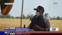 Ketua Komisi IV DPR Bersama Bupati Lampung Selatan Lakukan Panen Raya Padi Inpari 33 & 35