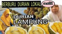 Mukbang durian lampung ‼️‼️berburu durian lampung selatan pringsewu ,duri anlokal way lalaan