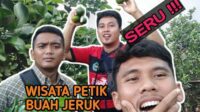 Viral !!! | wisata kebun jeruk di desa purwosari kecamatan Natar Lampung Selatan