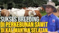 Pembiakan Sapi Di Perkebunan Sawit Kalimantan Selatan