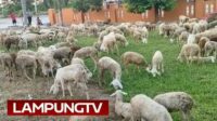 Tidak PCR, Ratusan Domba Dilarang Menyeberang ke Merak
