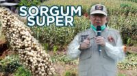 Panen Perdana Sorgum Super! – Ketahanan Pangan TRC-19 Lampung