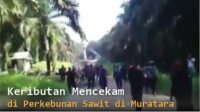 Viral Video Keributan di Perkebunan Sawit di Muratara Sumsel