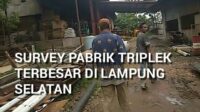 Survey pabrik Triplek/playwood di Lampung selatan