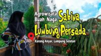 Agrowisata Buah Naga Sabina Lumbung Persada, Lampung