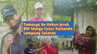 Kebun Jeruk BW Desa Marga Catur Kalianda Lampung Selatan Rasa Jeruknya Manis Banget