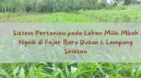 Sistem Pertanian pada Lahan Milik Mbah Ngadi di Fajar Baru Dusun 1, Lampung Selatan