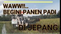 Panen Padi Ala Jepang Ini Ternyata di Natar Lampung Selatan..