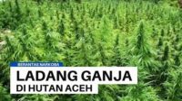 Ganja Yang Tak Pernah Habis di Hutan Aceh