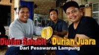 Durian Juara dari Lampung