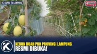 Kebun Buah PKK Provinsi Lampung Dibuka, Jadi Objek Agrowisata Terbaru