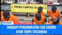 Tak Ada Tersangka Judi Sabung Ayam, Polres Lampung Selatan Beri Tanggapan