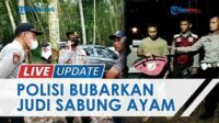 Polisi Gerebek Judi Sabung Ayam di Tengah Perkebunan Karet, Amankan 5 Orang dan Puluhan Motor