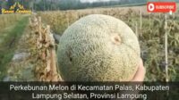 Panen Terakhir di Kebun Melon Kecamatan Palas Lampung Selatan
