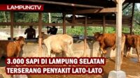 3.000 Sapi di Lampung Selatan Terserang Penyakit Lato-lato