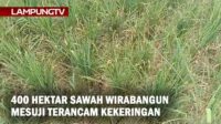 400 Hektar Sawah di Wirabangun Mesuji Terancam Kekeringan