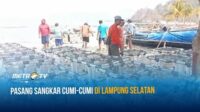 Pasang Sangkar Cumi-Cumi di Lampung Selatan