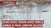 Geger Buaya Terkam Pemilik Tambak di Sragi Lampung Selatan