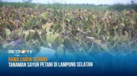 Hama Cabuk Serang Tanaman Sayur Petani di Lampung Selatan
