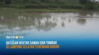 Ratusan Hektar Sawah dan Tambak di Lampung Selatan Terendam Banjir